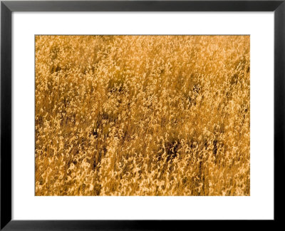 Prairie Grass In The Park, Colorado by Michael S. Lewis Pricing Limited Edition Print image