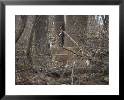 Wild Buck Anxiously Paws The Ground In Warning by Stephen St. John Pricing Limited Edition Print image