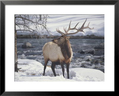An American Elk, Or Wapiti, In The Snow by Michael Melford Pricing Limited Edition Print image