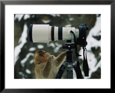 Curious Japanese Macaque, Or Snow Monkey, Examines A Camera by Tim Laman Pricing Limited Edition Print image