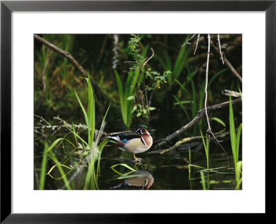 Wood Duck Reflected In Creek Water by Raymond Gehman Pricing Limited Edition Print image