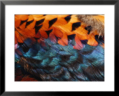 Close-Up Of Pheasant Feathers Showing Iridescence And Pattern, Medicine Rocks, Montana, Usa by Darlyne A. Murawski Pricing Limited Edition Print image