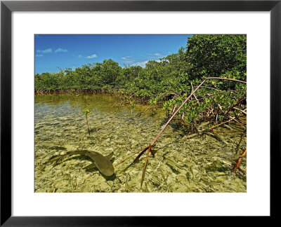 A Lemon Shark Pup Swims Among Mangrove Roots by Brian J. Skerry Pricing Limited Edition Print image