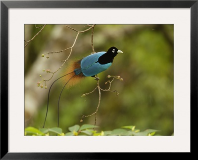 A Male Blue Bird Of Paradise Perched In A Fruiting Tree by Tim Laman Pricing Limited Edition Print image
