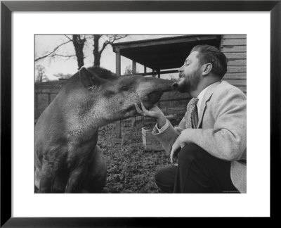 Writer/Naturalist Gerald Durrell Petting South American Tapir In His Private Zoo On Isle Of Jersey by Loomis Dean Pricing Limited Edition Print image