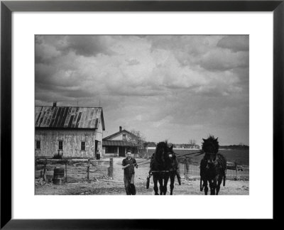 Man Walking Two Clydesdale Horses On The Ranch by William C. Shrout Pricing Limited Edition Print image