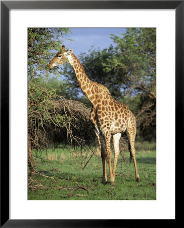 Giraffe, Mkuzi Game Reserve, Natal, South Africa, Africa by Rob Cousins Pricing Limited Edition Print image