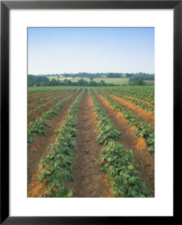 Field Of Potatoes, Growing On Sandstone Soil, Warwickshire, England, United Kingdom by David Hughes Pricing Limited Edition Print image