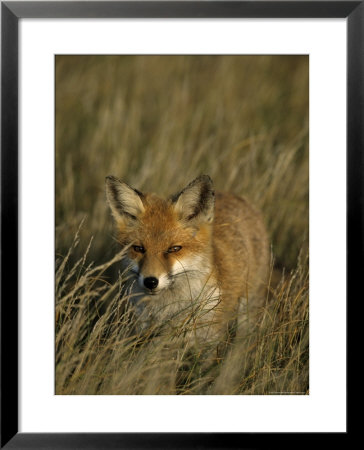 Red Fox, Vulpes Vulpes, Fischland, Mecklenburg-Vorpommern, Germany by Thorsten Milse Pricing Limited Edition Print image