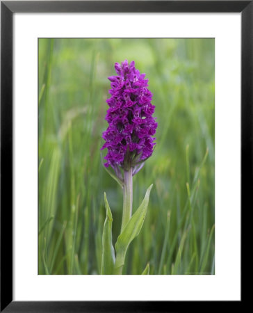 Northern Marsh Orchid (Dactylorhiza Purpurella), Craignure, Mull, Inner Hebrides, Scotland by Steve & Ann Toon Pricing Limited Edition Print image
