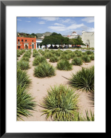 Agave Plants Used For Making Mezcal, Oaxaca City, Oaxaca, Mexico, North America by R H Productions Pricing Limited Edition Print image