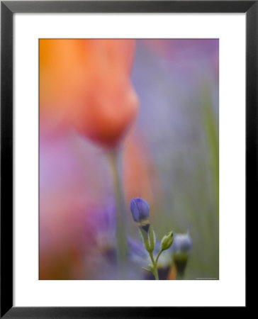 Abstract Of Poppies And Gilia Wildflowers, California, Usa by Ellen Anon Pricing Limited Edition Print image