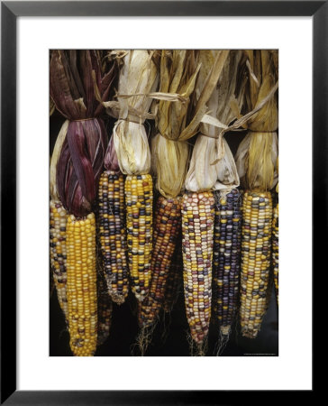 Indian Corn On Display, Acton, Massachusetts, Usa by John & Lisa Merrill Pricing Limited Edition Print image