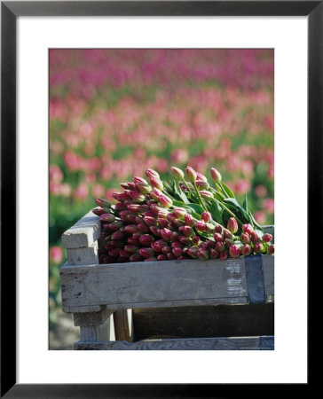 Tulip Fields Near La Conner, Skagit Valley, Washington, Usa by John & Lisa Merrill Pricing Limited Edition Print image