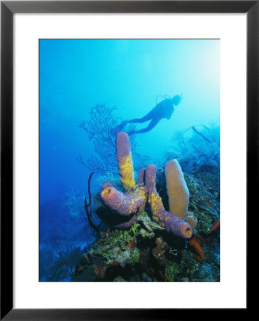 Coral Formations And Underwater Diver, Cozumel Island, Caribbean Sea, Mexico by Gavin Hellier Pricing Limited Edition Print image