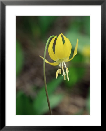 Glacier Lily (Dogtooth Violet) (Erythronium Grandiflorum), Glacier National Park, Montana by James Hager Pricing Limited Edition Print image