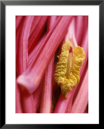 Rhubarb by Jean Cazals Pricing Limited Edition Print image