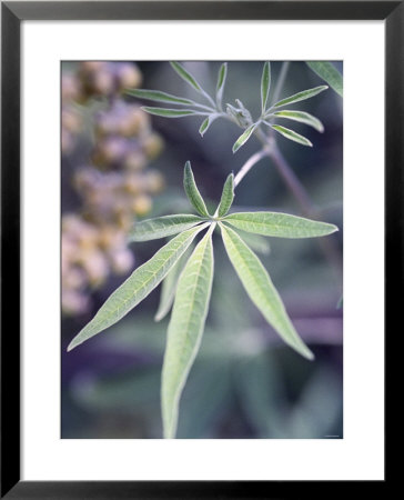 Wild Growing Hemp by Brigitte Sporrer Pricing Limited Edition Print image