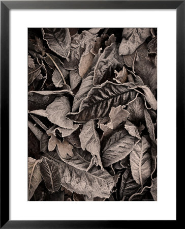 Sepia Leaves by Tim Kahane Pricing Limited Edition Print image
