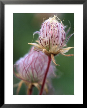 Prairie Smoke Wildflower by Chuck Haney Pricing Limited Edition Print image