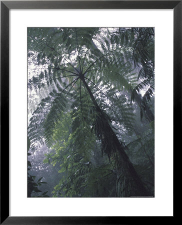 Monteverde Cloud Forest, Costa Rica by Michele Westmorland Pricing Limited Edition Print image