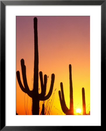 Saguaro Sunset, Saguaro National Park, Arizona, Usa by Rob Tilley Pricing Limited Edition Print image