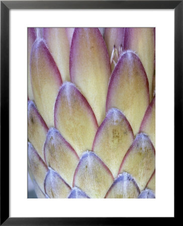 Protea, Maui, Hawaii, Usa by Darrell Gulin Pricing Limited Edition Print image