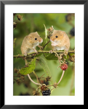 Two Harvest Mice Perching On Bramble With Blackberries, Uk by Andy Sands Pricing Limited Edition Print image