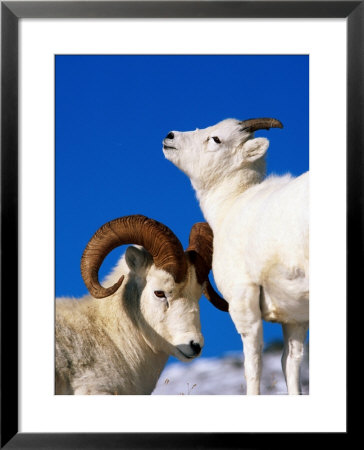 Two Dall Sheep, Denali National Park And Preserve, Alaska by Mark Newman Pricing Limited Edition Print image