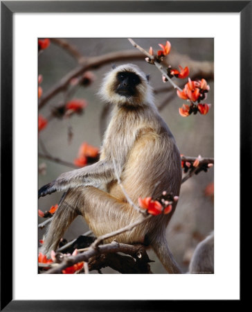 Black-Faced Langur In Flame Tree, Ranthambhore National Park, Rajasthan, India by Daniel Boag Pricing Limited Edition Print image
