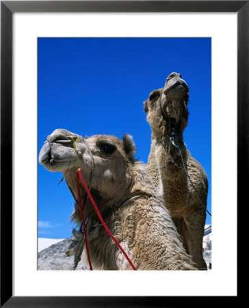 Camels For Hire At Stockton Sand Dunes, Newcastle, New South Wales, Australia by Dallas Stribley Pricing Limited Edition Print image