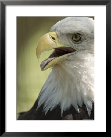 Bald Eagle From The Sedgwick County Zoo, Kansas by Joel Sartore Pricing Limited Edition Print image