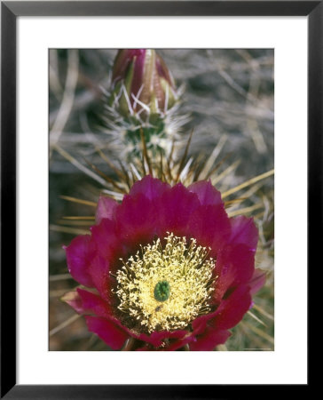 Detail Bloom Of A Hedgehog Cactus by Rich Reid Pricing Limited Edition Print image