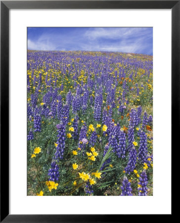 Coreopsis, Gilia, California Poppy And Lupine by Rich Reid Pricing Limited Edition Print image