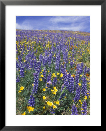 Coreopsis, Gilia, California Poppy And Lupine by Rich Reid Pricing Limited Edition Print image