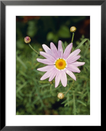 The Bright Happy Face Of A Purple Daisy Flower And Buds, Jamieson, Australia by Jason Edwards Pricing Limited Edition Print image