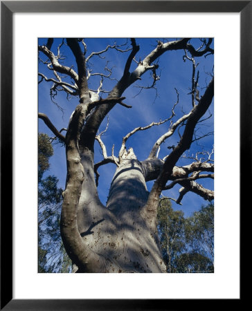 The Knarled Branches Of A Dead Stag Red River Gum Eucalypt Tree, Australia by Jason Edwards Pricing Limited Edition Print image