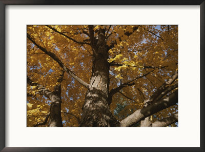 A Tree Trunk Surrounded By Yellow Autumn Leaves by Stephen St. John Pricing Limited Edition Print image