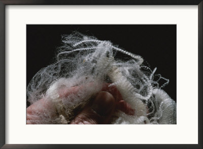 Close-Up Of Hand Holding Wool Fibers by Todd Gipstein Pricing Limited Edition Print image
