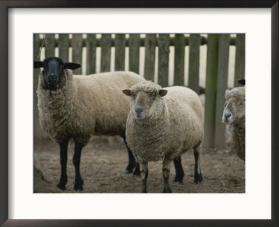 Domestic Sheep In A Pen by Michael Melford Pricing Limited Edition Print image