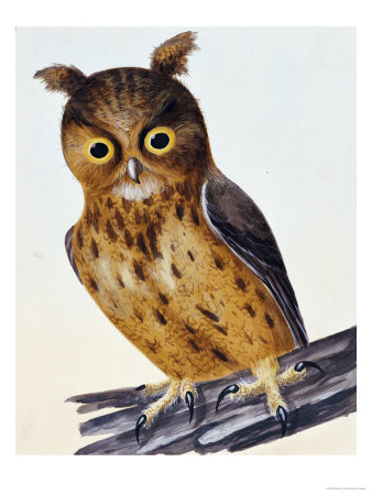 Original Water Colour Drawing Of An Owl, 1789-1794 by William Lewin Pricing Limited Edition Print image