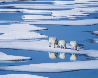 Polar Bears, Canada by Hinrich Basemann Pricing Limited Edition Print image