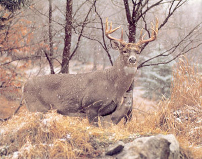 Deer In Snow by Charles Alsheimer Pricing Limited Edition Print image