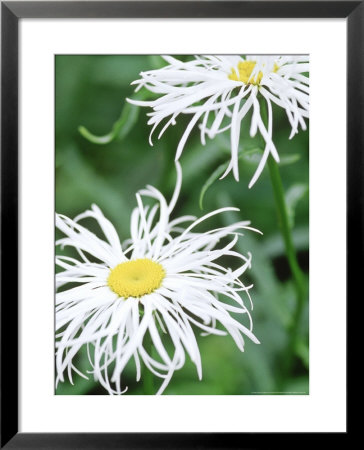 Leucanthemum X Superbum Shaggy (Shasta Daisy), White Flower by Francois De Heel Pricing Limited Edition Print image