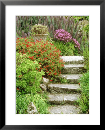 Stone Steps Leading To Middle Terrace, Geranium, Echium & Succulents, Isles Of Scilly, by David Dixon Pricing Limited Edition Print image