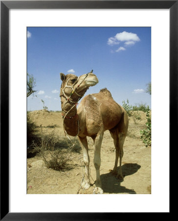 Domestic Camel, Thar Desert, India by Paul Franklin Pricing Limited Edition Print image