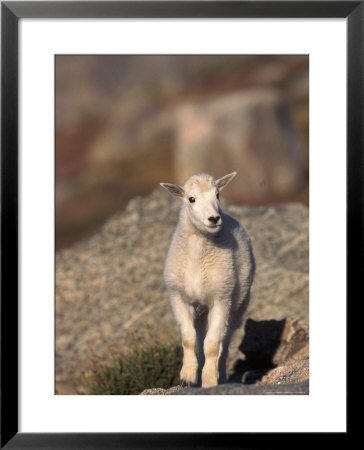 Baby Mountain Goat, Oreamos Americanus, Co by Robert Franz Pricing Limited Edition Print image