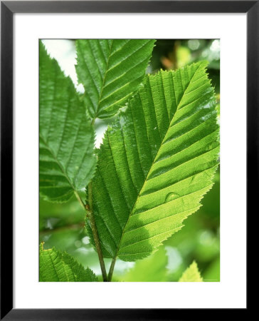 Eryngium Giganteum Miss Willmots Ghost by Mark Bolton Pricing Limited Edition Print image