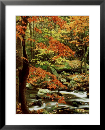 Fall Colour Along Middle Prong Of Little River, Usa by Willard Clay Pricing Limited Edition Print image