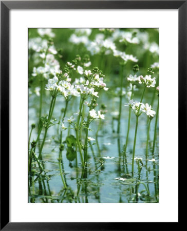 Water Violets, May, East Sussex by Larry Crowhurst Pricing Limited Edition Print image